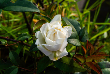 panoramicas y vida C&aacute;cota