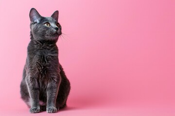 Beautiful grey cat sitting on pink background with copy space for text