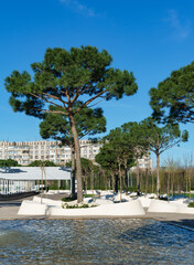 Beautiful Italian stone pine trees (Pinus pinea). The new pine design includes raised isolated bed of rhododendrons. Public landscape city Park Krasnodar or Galitsky Park in spring 2024.