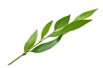 Fototapeta premium A single stem of bay leaves