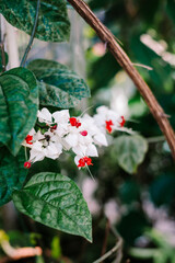 The bleeding heart vine (Clerodendrum thomsoniae) is a twining evergreen vine native to tropical west Africa.