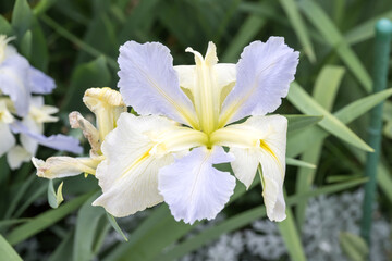 Beautiful Iris flower in garden.