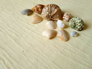 Seashells of different colors and shapes