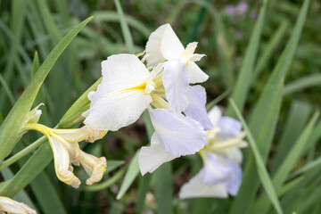 Beautiful Iris flower in garden.