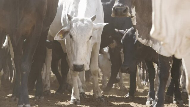 Cattle herd in confinement in Brazil