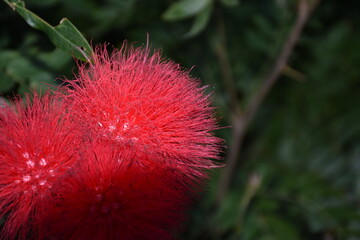 Nam Cheong Park, Sham Shui Po, Kowloon, Hong Kong - 9, March, 2018: Red flower in Hong Kong.