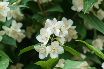 White flowers of Sweet mock-orange (Philadelphus coronarius) in the garden in early summer, close-up