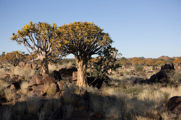 Namibia dragon tree on a sunny autumn day