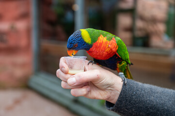 Rainbow Lorikeet Drinking from Cup in Hand