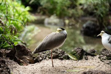 Masked Lapwing on Sandy Ground