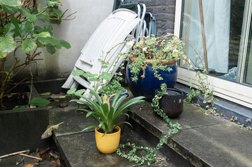 Overgrown Patio with Plants