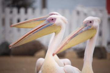 Namibia pelican close up