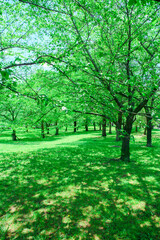 緑あふれる公園