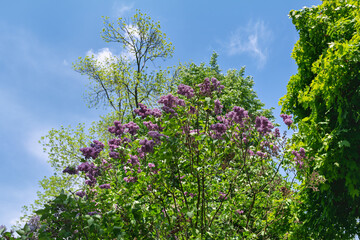 flowers on a tree branch