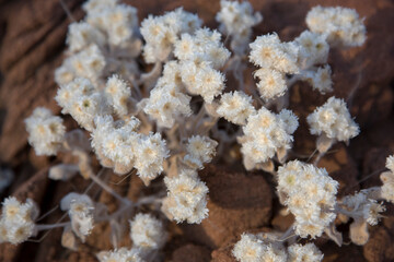 Namibia anaphalis pearl close-up