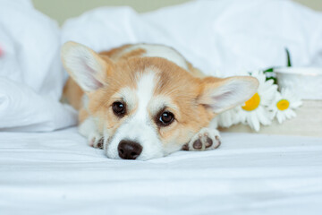 Sad cute Welsh Corgi puppy lies on a white sheet in bed in the morning