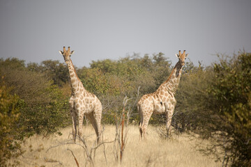 Namibia giraffe Etosha park on a sunny autumn day