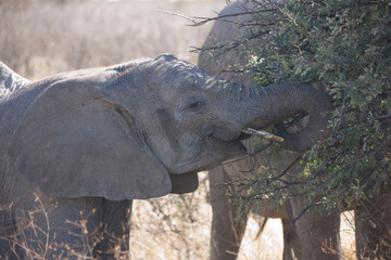 Fototapeta premium Namibia elephant close up