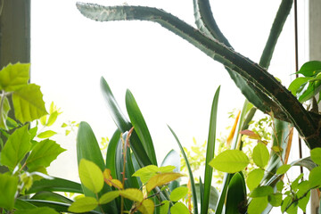 
Green plants, tropical vegetation, eco background.