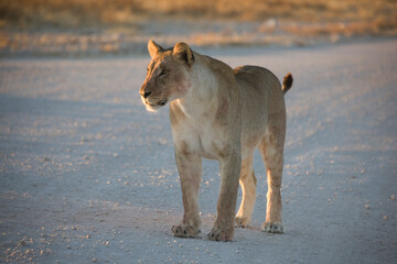 Namibia lion park Etosha on a sunny autumn day