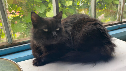 Un chat noir sur la véranda d'une maison de campagne, avec les feuilles de vigne visibles à travers la fenêtre
