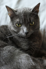 Portrait of a gray british cat with amber yellow eyes on a gray background