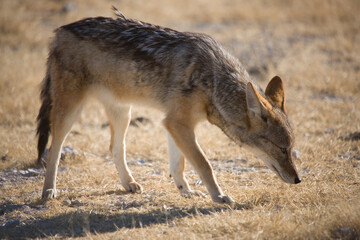 Namibia jackal in Etosha National Park on a sunny summer day