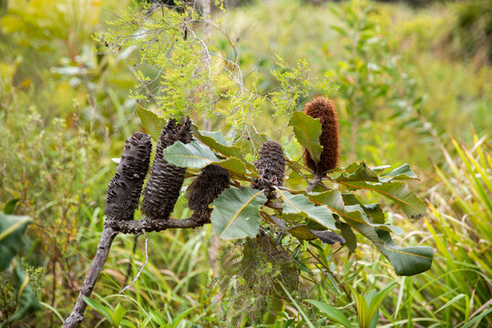 banksia flowers and seed pods growing on a branch