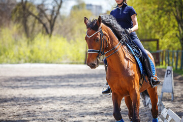 Close up image of the dressage horse with harness and a rider in the saddle