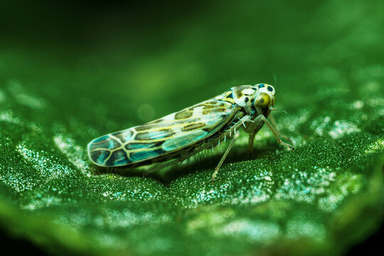 Macro of a Eupteryx melissae (adult insekcts in copula) on a sage plant leaf.