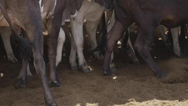 Cattle herd in confinement in Brazil