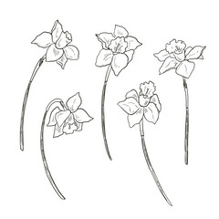 Daffodils set. Hand drawn flowers. Vector illustration.
