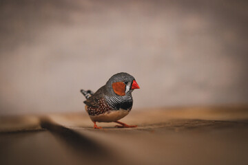 Australian zebra finch sitting close up (Taeniopygia castanotis)
