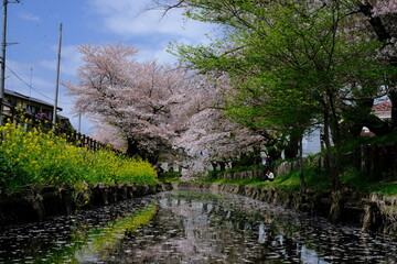 kawagoe japan,  sakura 