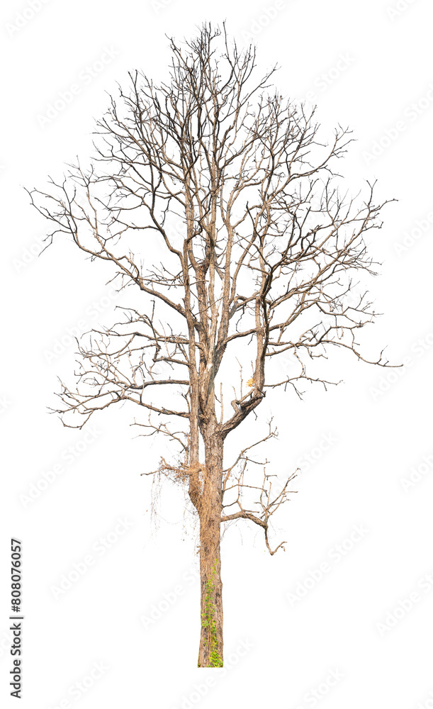 Aufkleber death tree png transparent background removed original background for easy to drag and drop