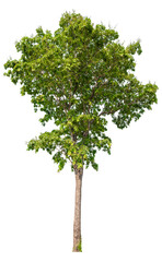 Real green trees taken with a camera, high quality raeal tree removed original background, PNG transparent