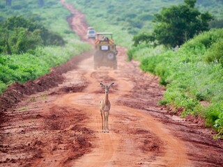Impala
