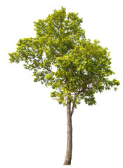 Real green trees taken with a camera, high quality raeal tree removed original background, PNG...
