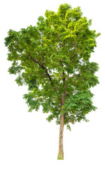 Real green trees taken with a camera, high quality raeal tree removed original background, PNG transparent