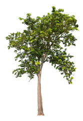 Real green trees taken with a camera, high quality raeal tree removed original background, PNG transparent