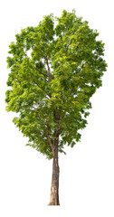 high resolution tree PNG file removed original background PNG transparent