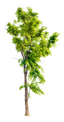 high resolution tree PNG file removed original background PNG transparent