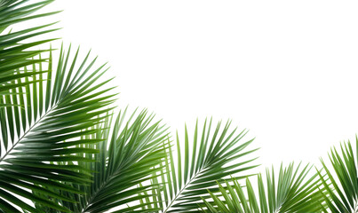 PNG Palm leaves tree backgrounds outdoors.