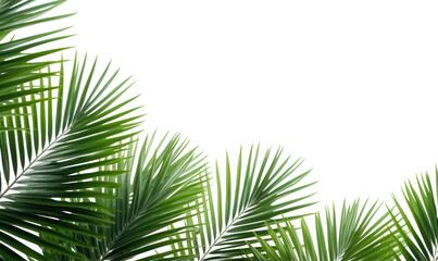 Fototapeta premium PNG Palm leaves tree backgrounds outdoors.