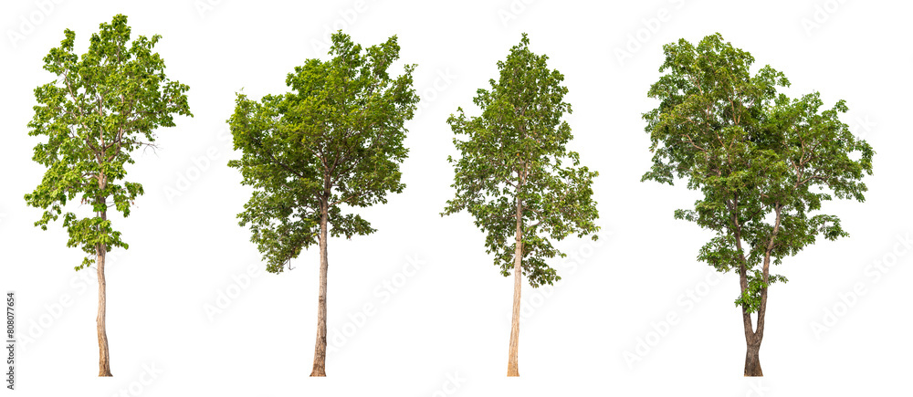 Poster collection tree png transparent background