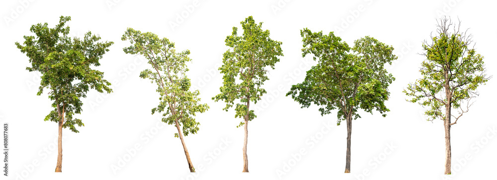 Poster collection tree png transparent background