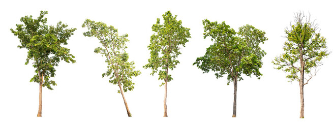 collection tree PNG transparent background