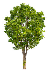 Obraz premium green tree removed original background, PNG transparent