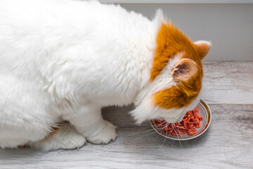 shaggy cat eats wet food from a saucer standing on the floor