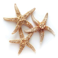 top view of starfish on white background